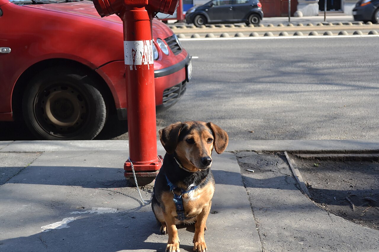 Dachshund sitting on a city sidewalk beside a fire hydrant