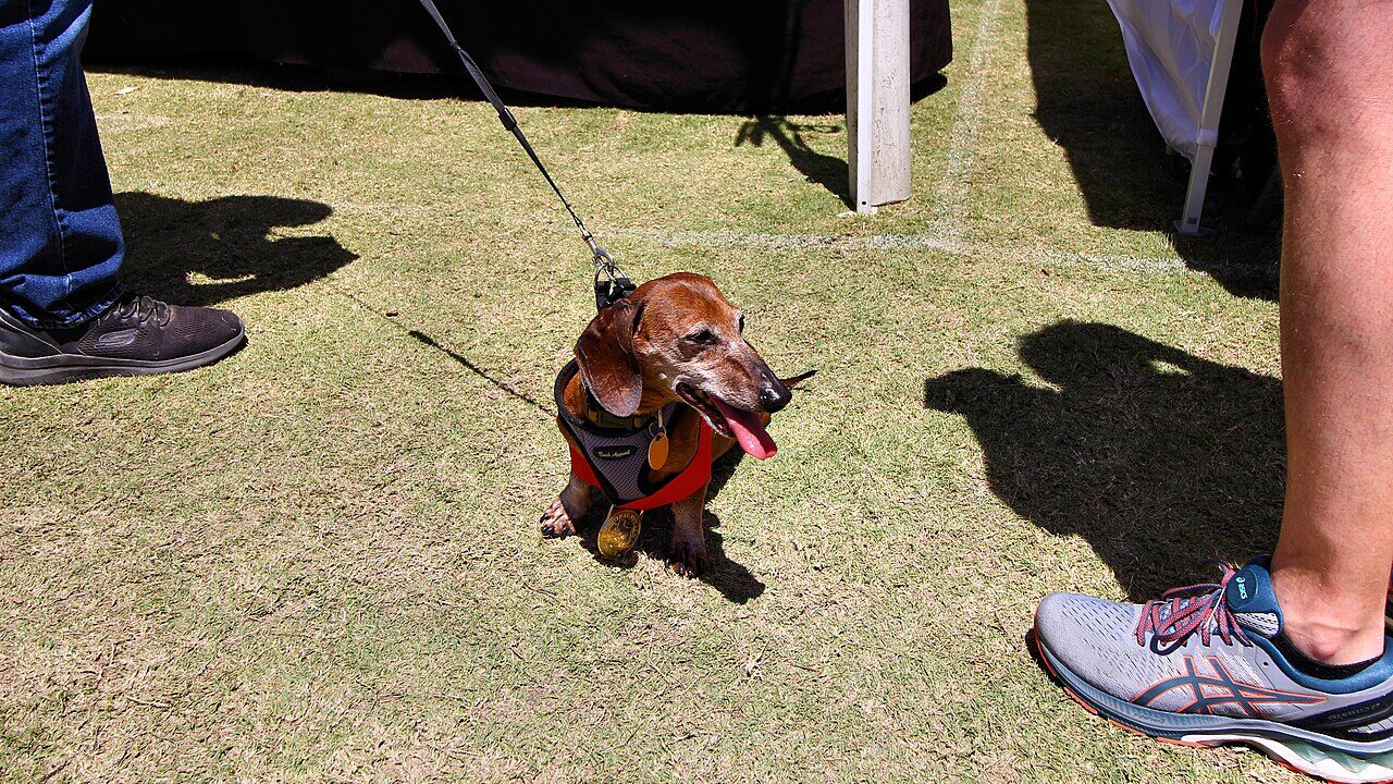 Dachshund on a leash at a wiener dog race event