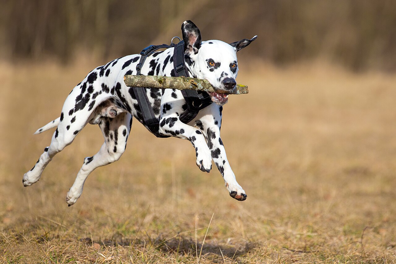 Dalmatian running at full speed carrying a stick
