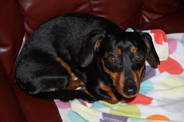Short-legged dog curled up on a couch with a polka-dot blanket
