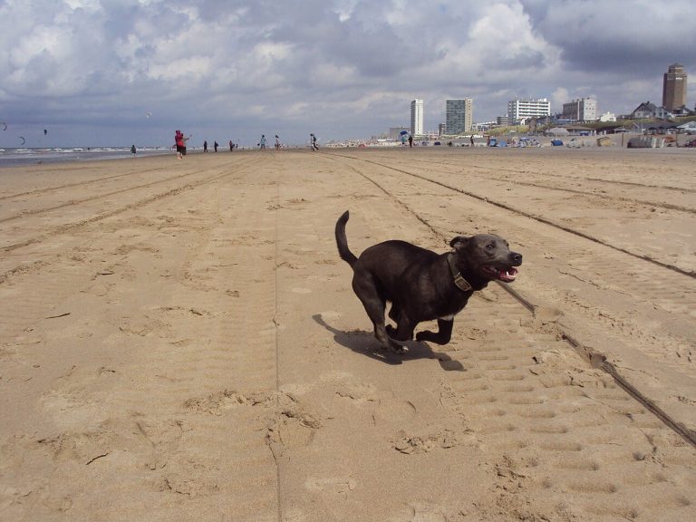 How to Teach Your Dog to Come When Called
