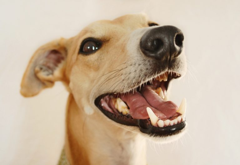 Dog Dental Care: The Five-Minute Habit That Adds Years