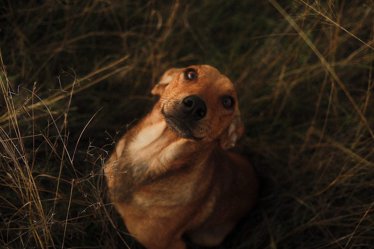 Brown dog sitting in a field of tall grass looking up
