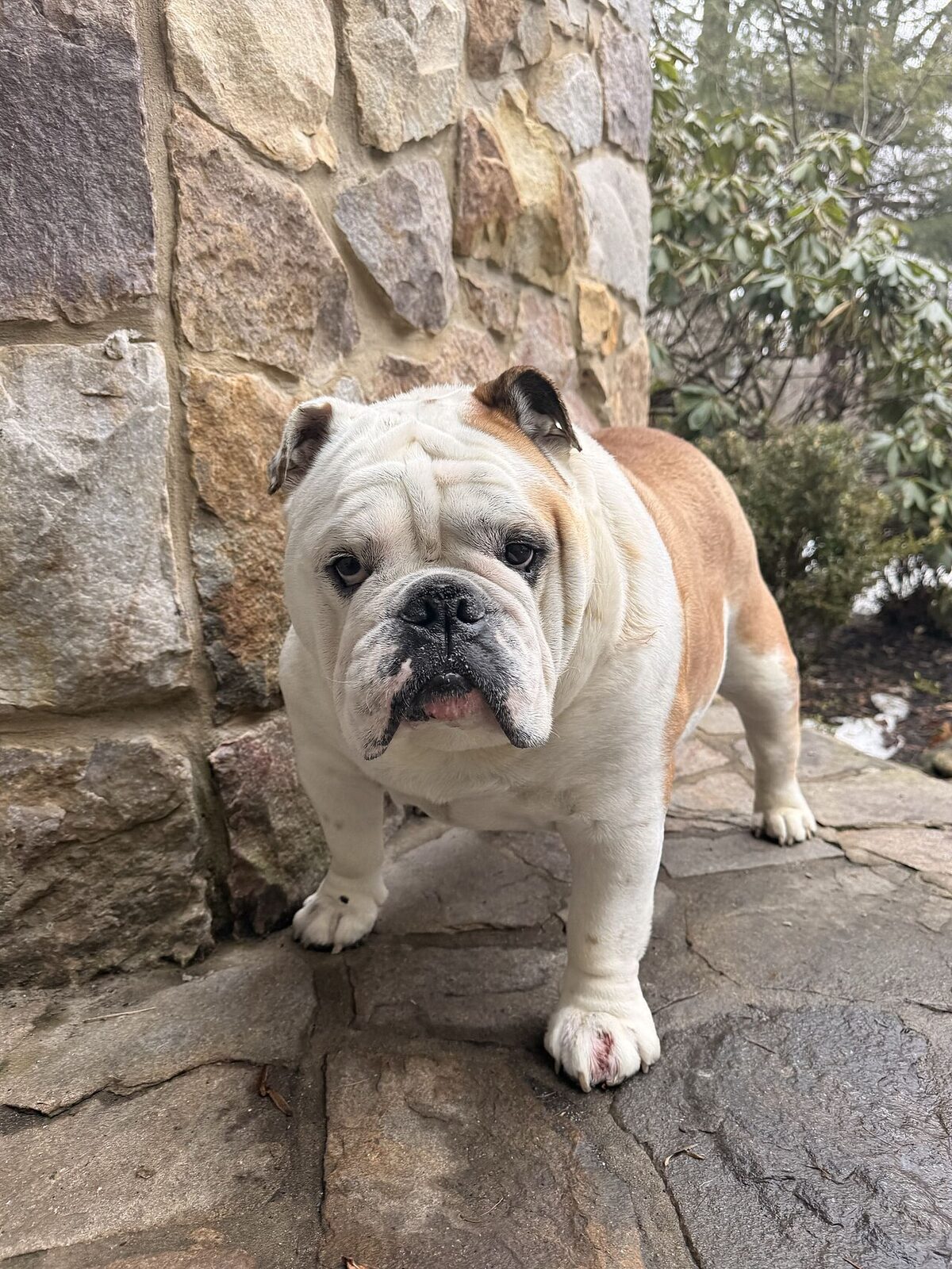 English Bulldog sitting on a stone doorstep