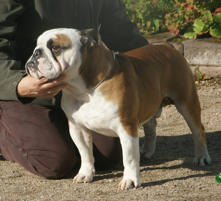English Bulldog Dog Breed Guide