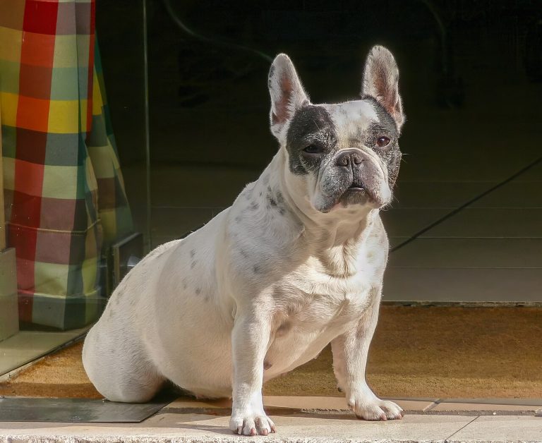 Pied French Bulldog standing in a doorway