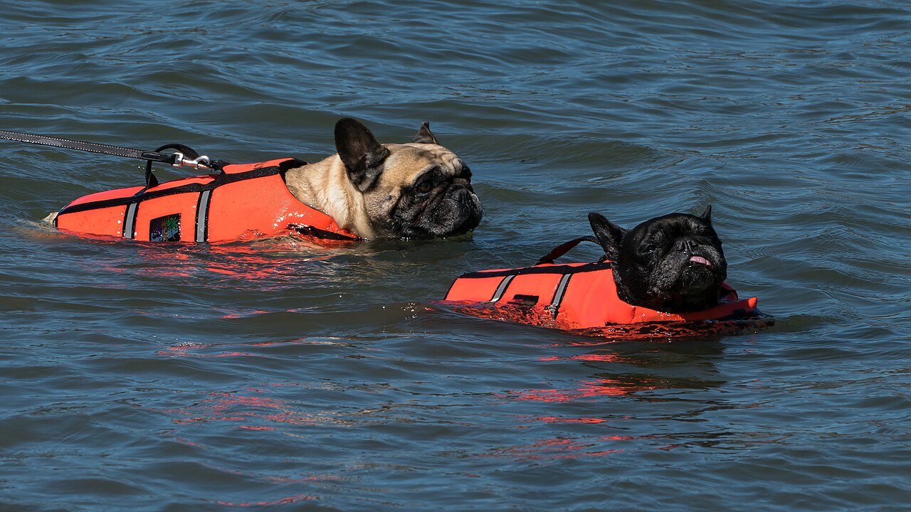 Two French Bulldogs swimming in orange life jackets