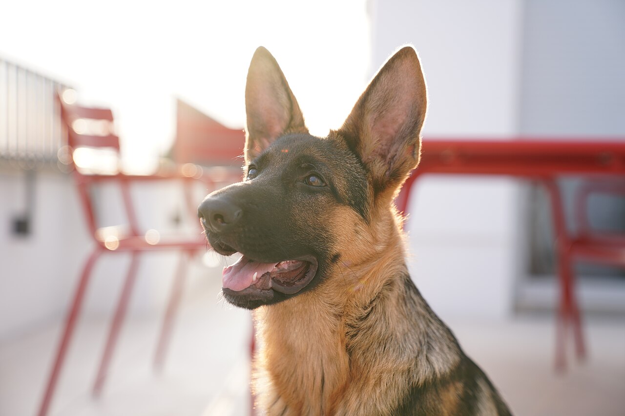 Five-month-old German Shepherd puppy portrait in evening light