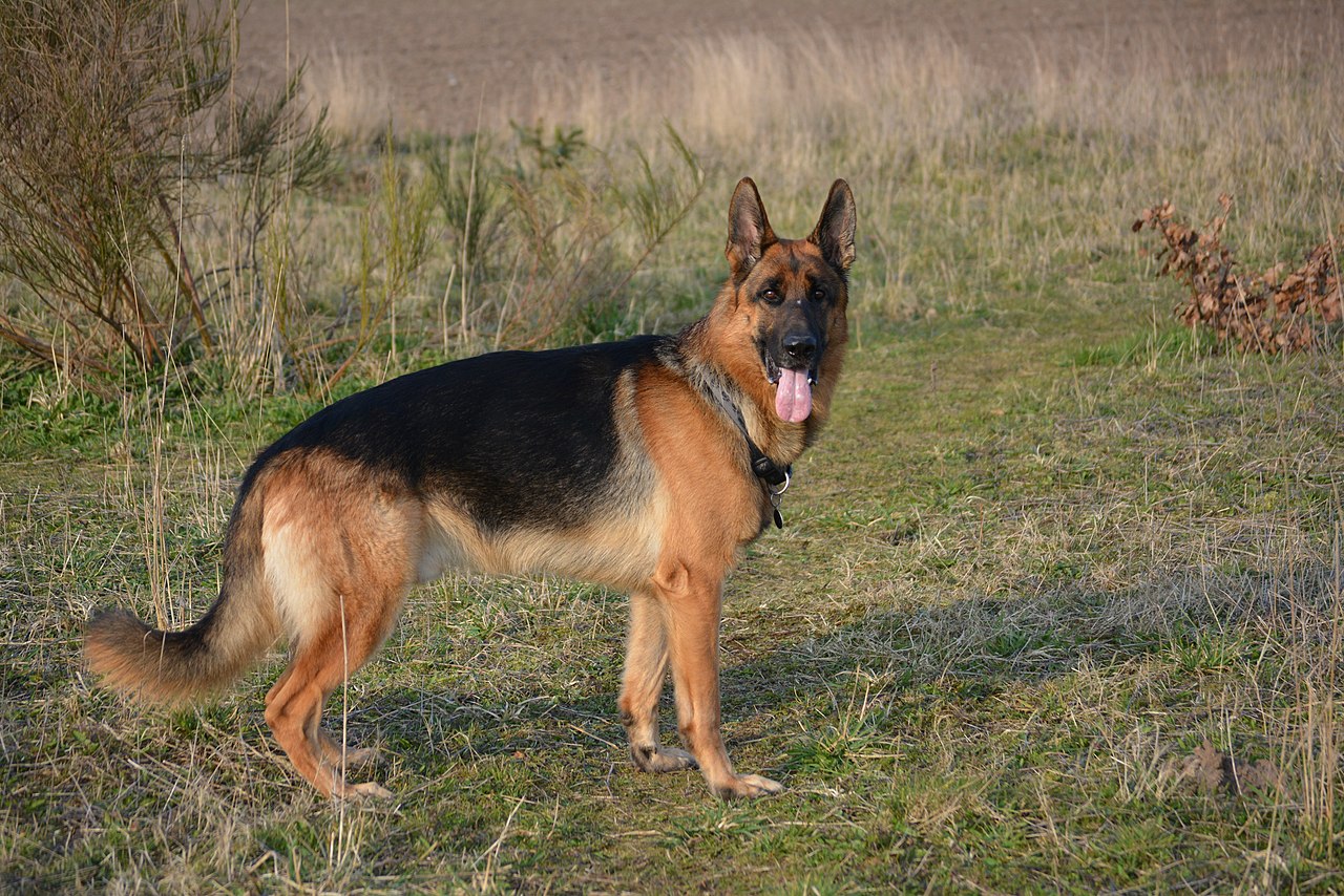 Adult German Shepherd standing in a grassy field looking at the camera