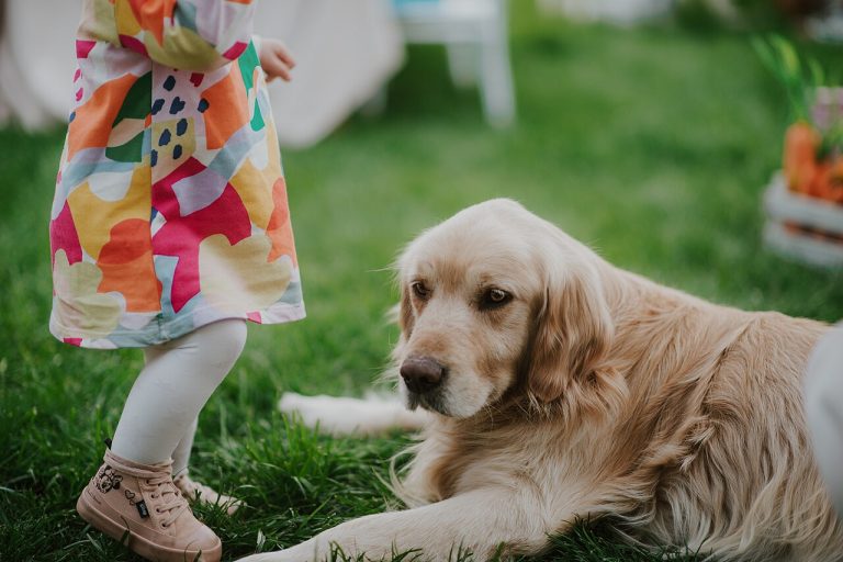 Golden Retriever lying on grass beside a toddler in a colorful dress