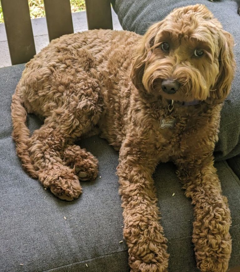 Goldendoodle Dog Breed Guide