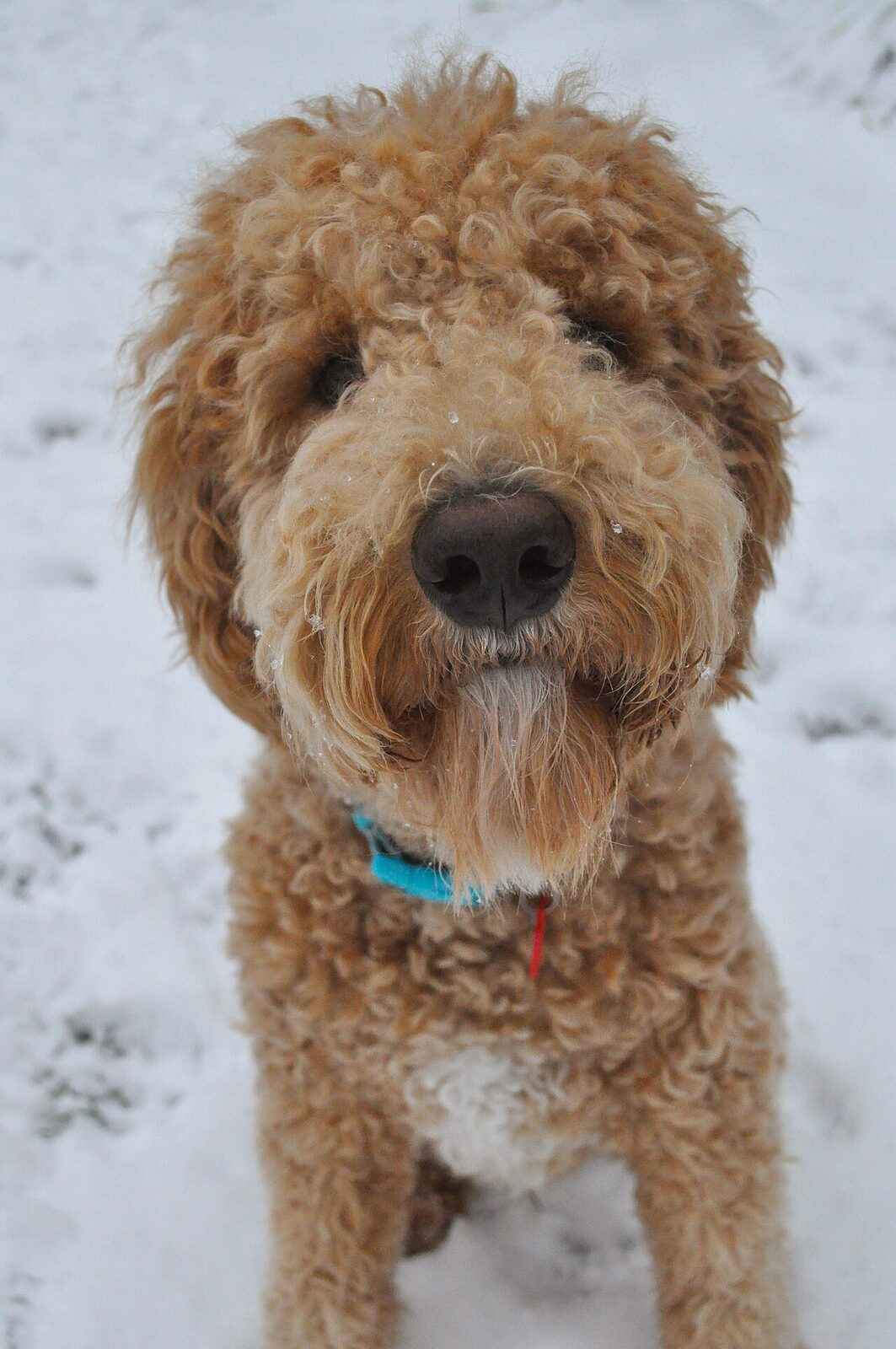 Curly apricot Goldendoodle with snowflakes on its nose standing in snow
