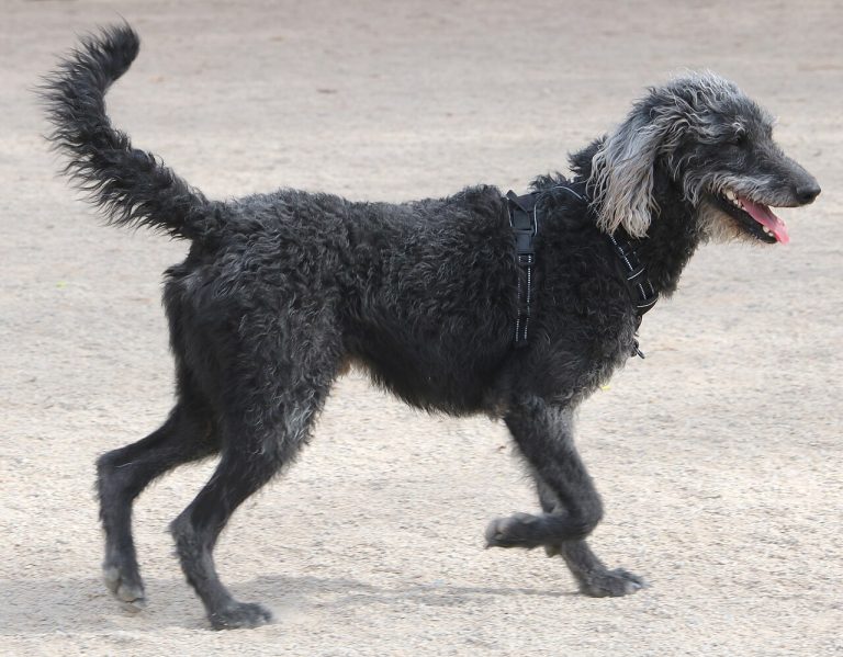 Dark grey Labradoodle trotting across sandy ground with tail up