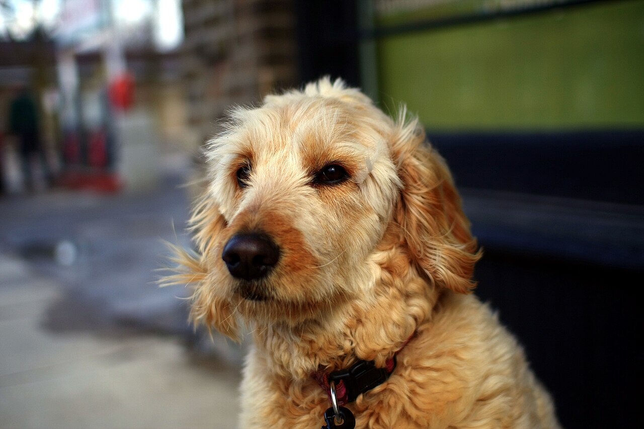 Wavy-coated Goldendoodle looking off to the side on a city sidewalk