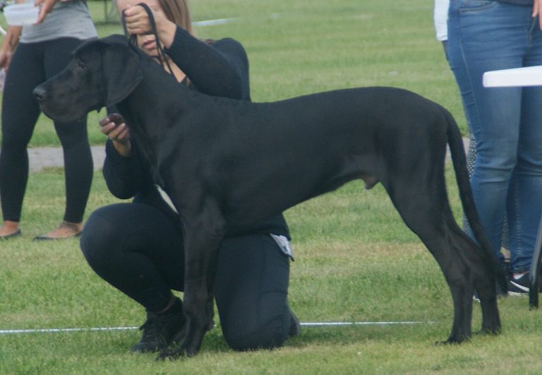 Dog Bloat: The Warning Signs Every Owner Should Know