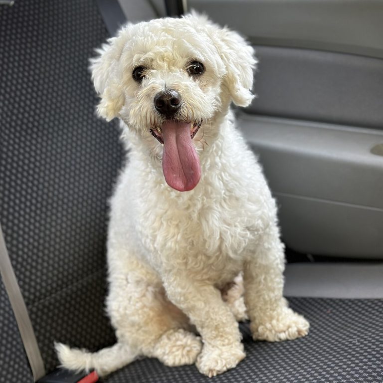 Happy Bichon Frise sitting on a car seat with its tongue out