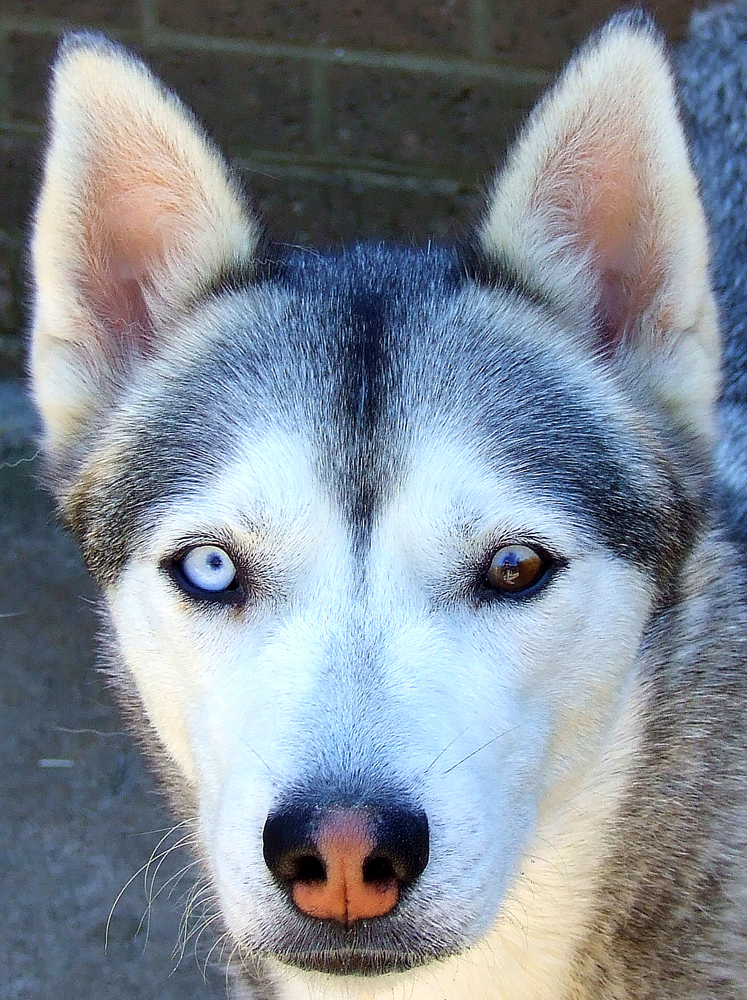 Siberian Husky portrait with one blue eye and one brown eye