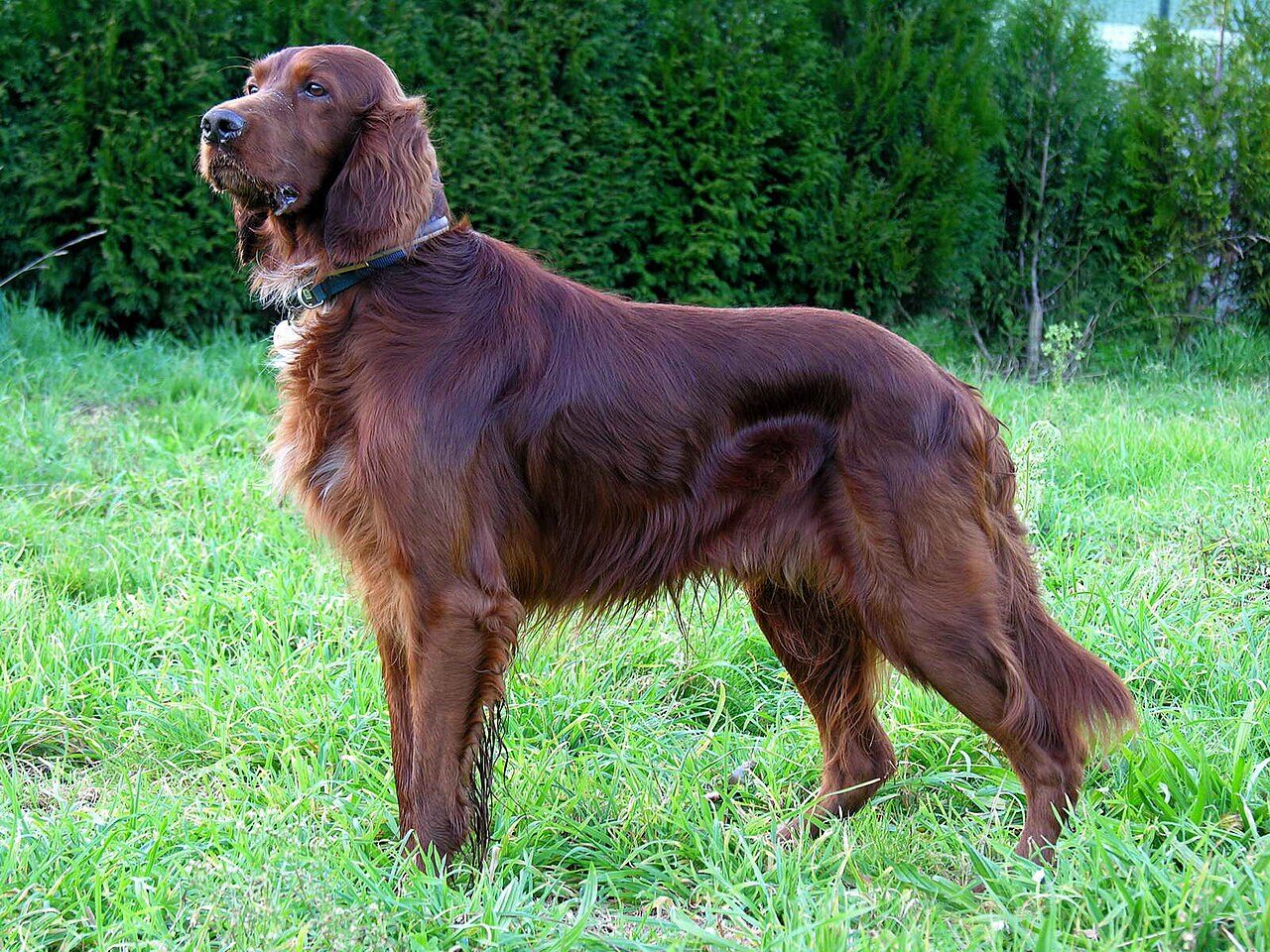 Irish Setter with a glossy mahogany coat standing in a green field