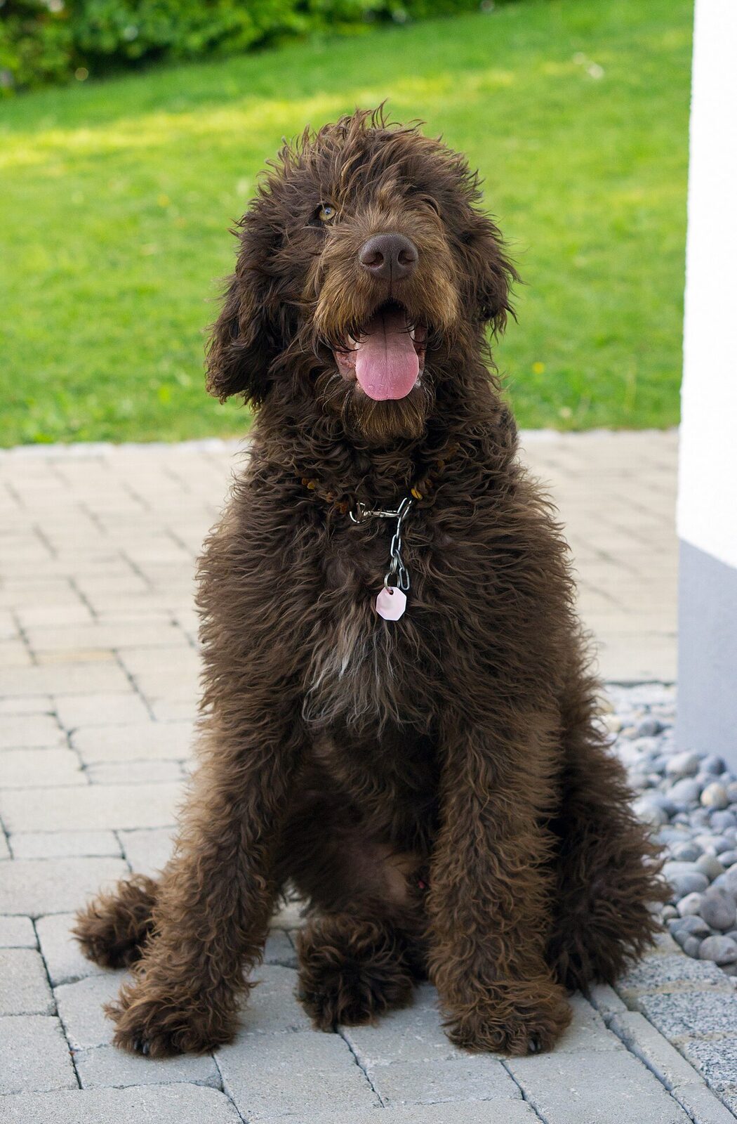 Brown Labradoodle sitting on a paved path with its tongue out