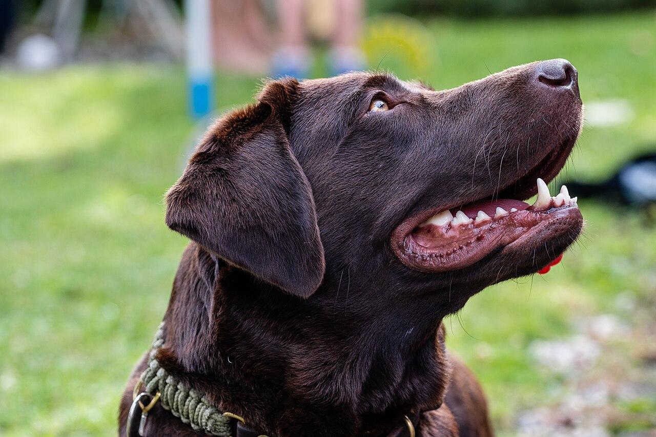 Chocolate Labrador Retriever looking up attentively in a garden