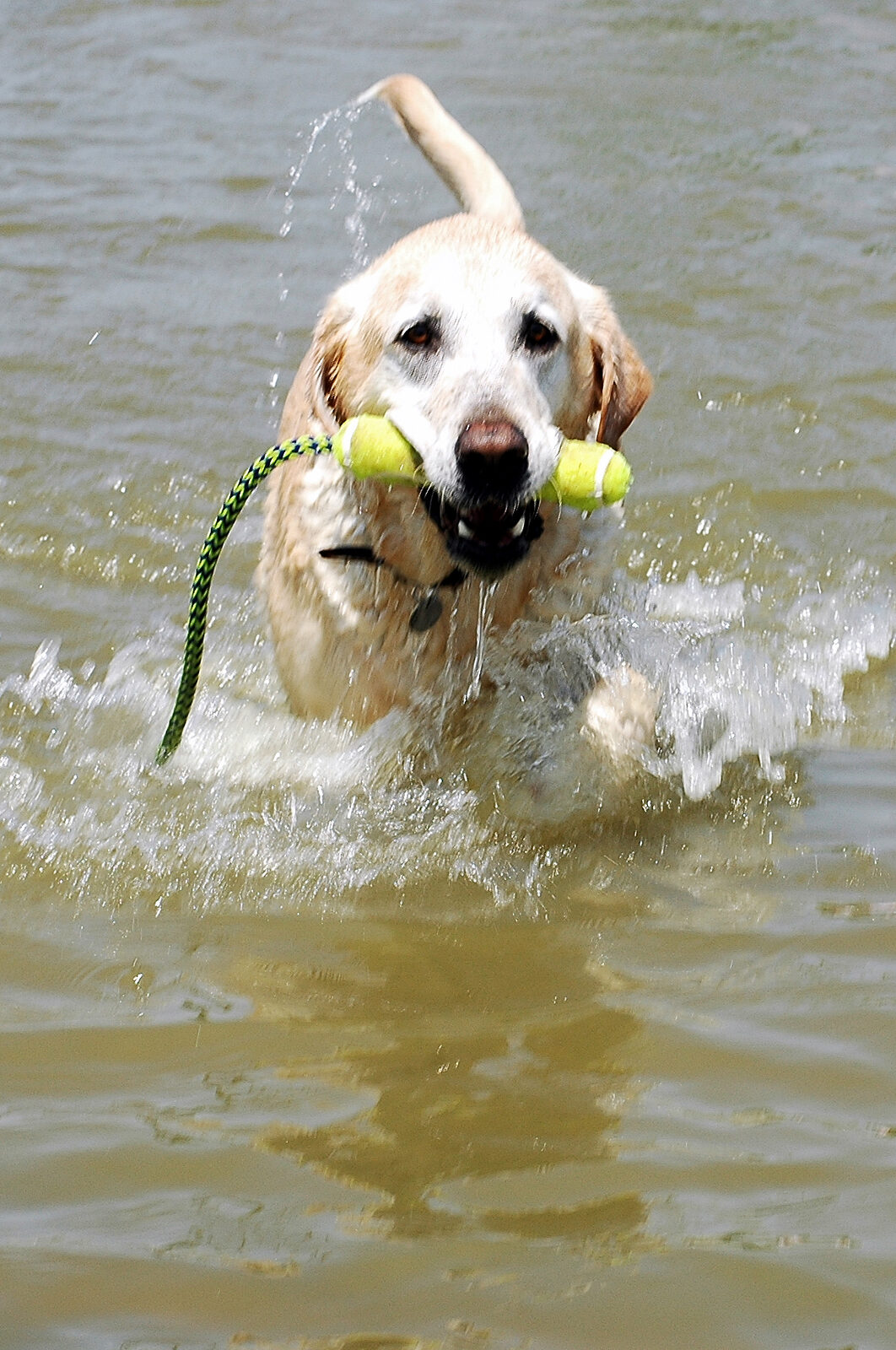 Yellow Labrador Retriever splashing through water with a retrieving toy in its mouth