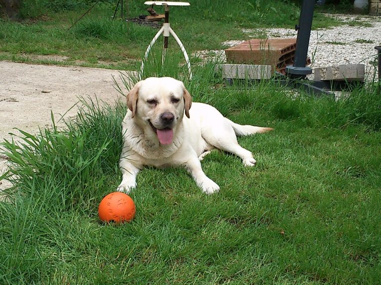 Yellow Labrador Retriever standing on grass with an orange ball