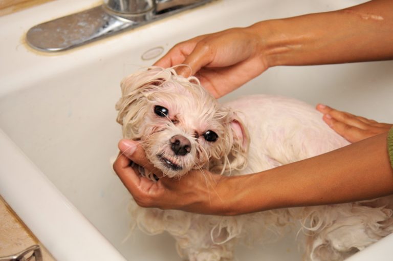 Wet Maltese being washed by hand in a sink