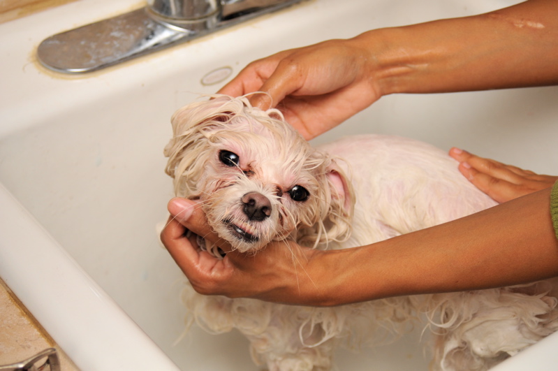 Wet Maltese being washed by hand in a sink