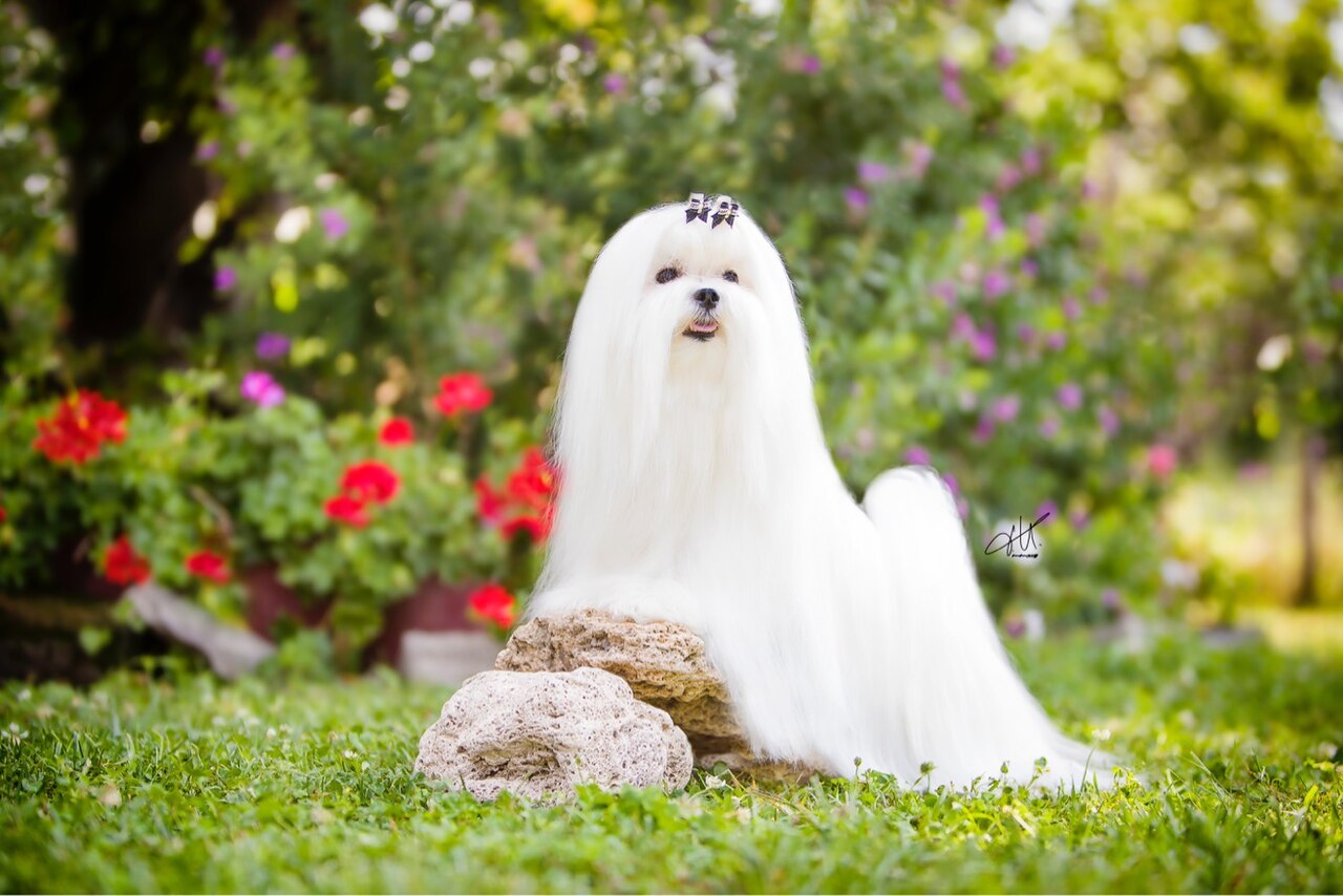 Maltese with a long show coat standing in a flower garden