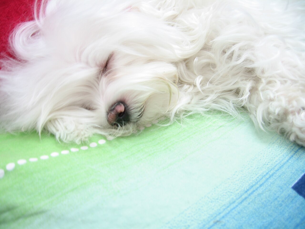 White Maltese sleeping on a blue blanket