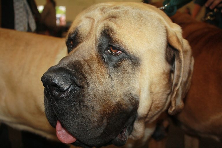 Mastiff Dog Breed Guide