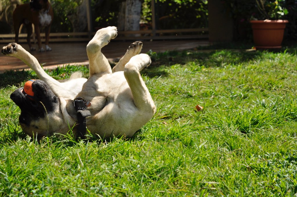 Mastiff rolling on its back in the grass with its legs in the air