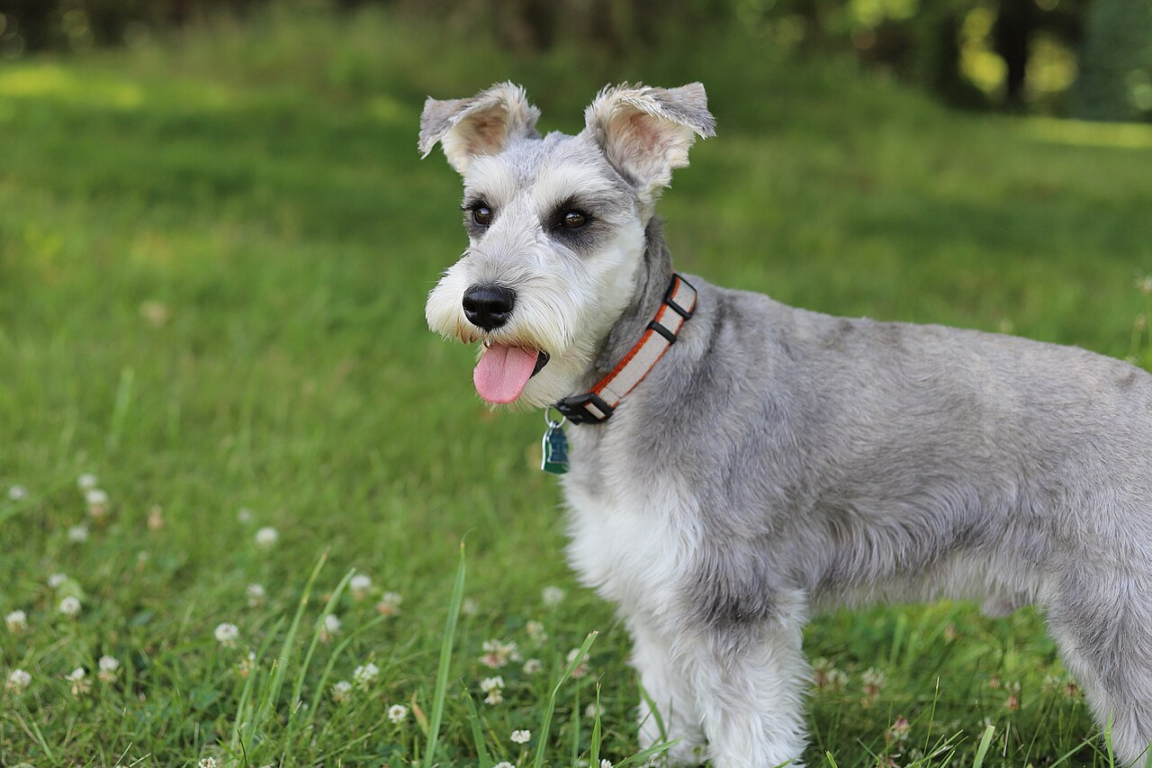 Salt and pepper Miniature Schnauzer standing on a lawn with its tongue out