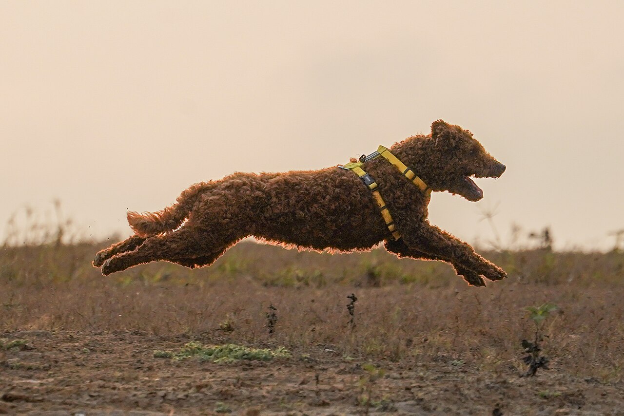 Brown Miniature Poodle galloping at full stretch in golden light