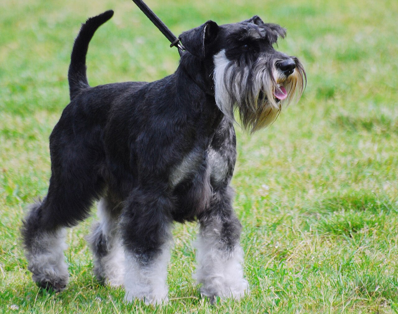 Salt and pepper Miniature Schnauzer standing on grass on a leash