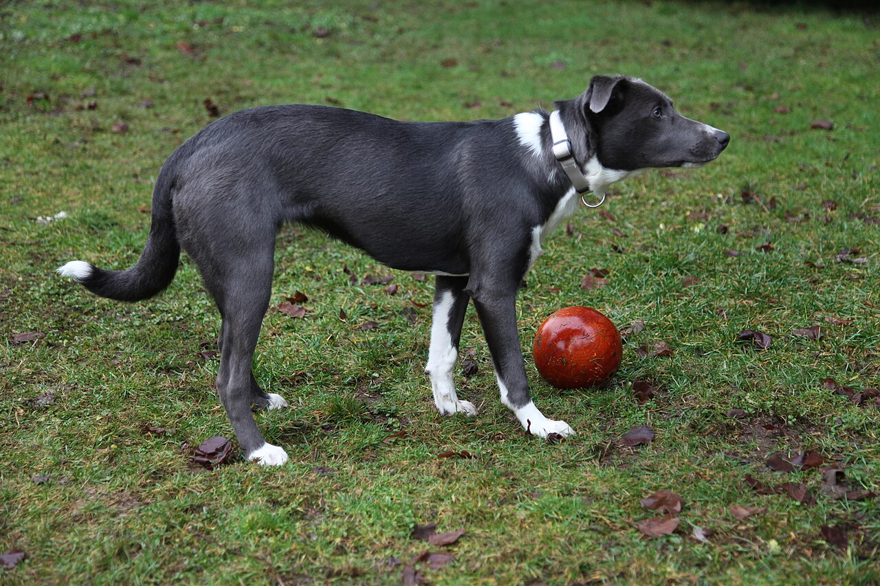 Grey and white mixed breed dog playing with a red ball on grass