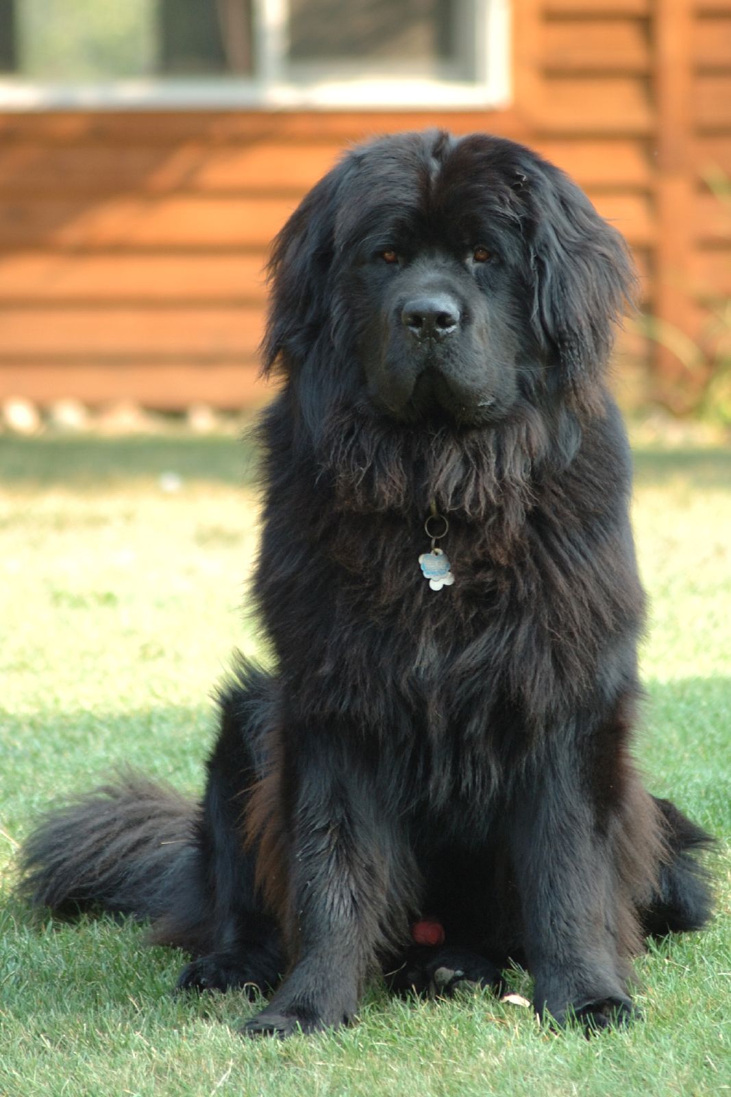 Black Newfoundland sitting on grass in front of a house