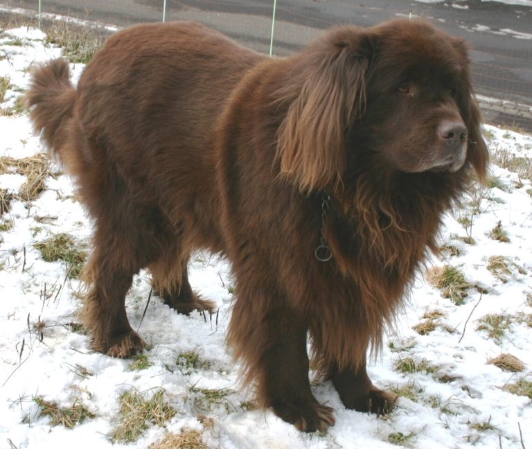 Newfoundland Dog Breed Guide