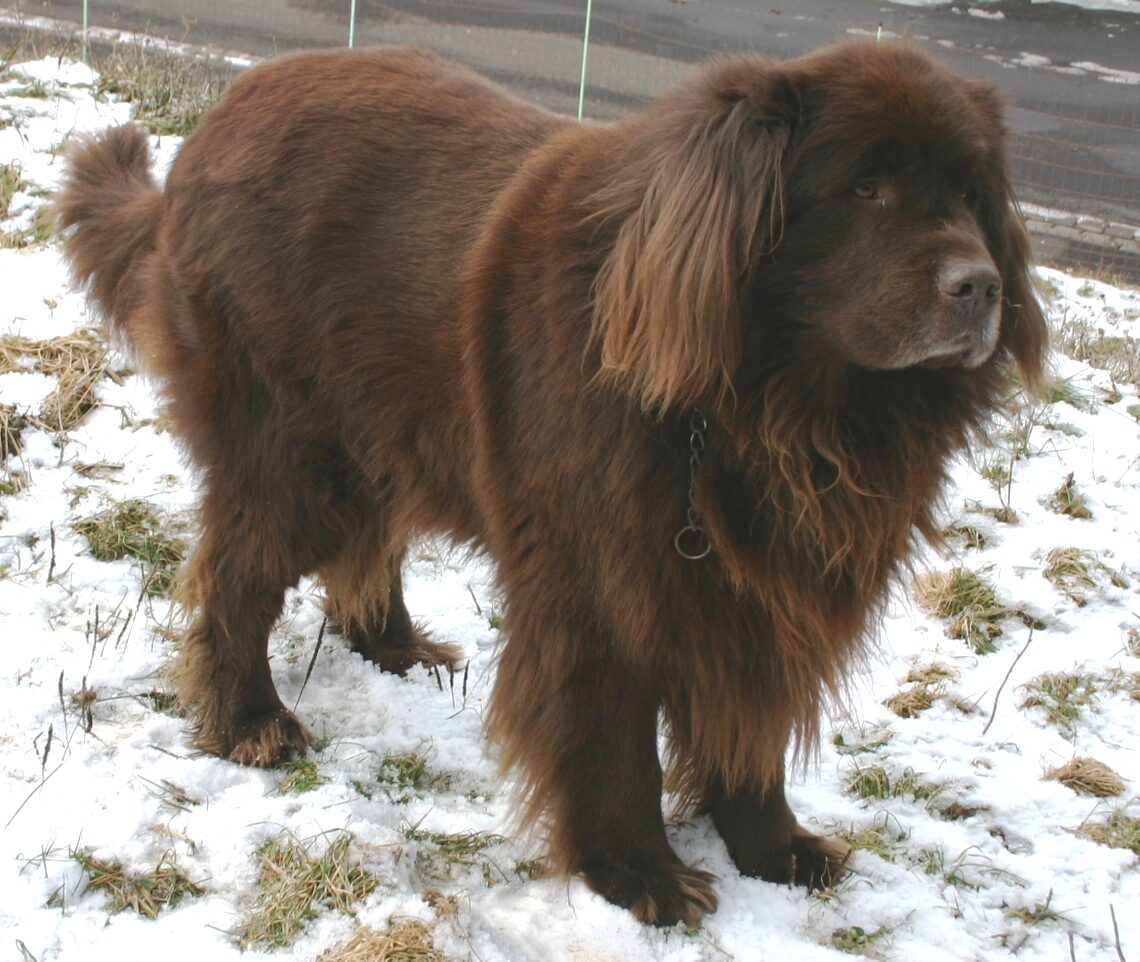 Brown Newfoundland standing in a snowy field