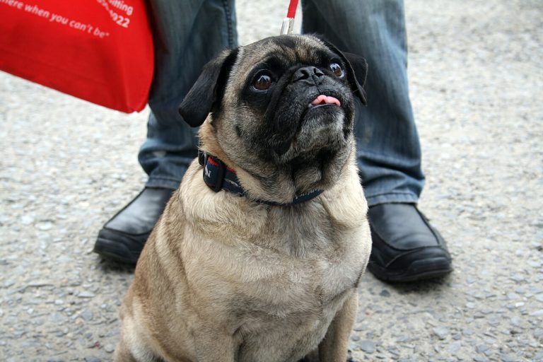 Is Your Dog Overweight? The 30-Second Check That Adds Years