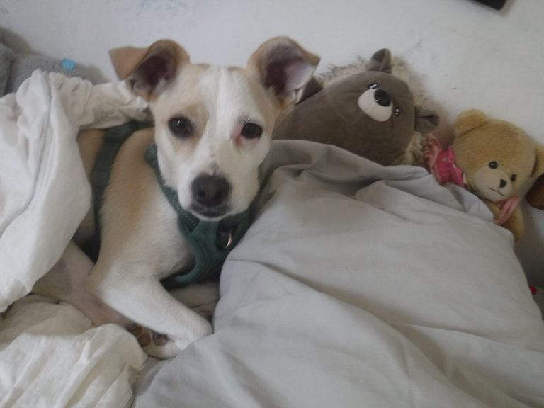 Small dog tucked into a bed surrounded by stuffed animals