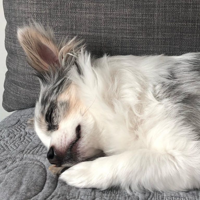 Small long-haired dog sleeping on a grey couch