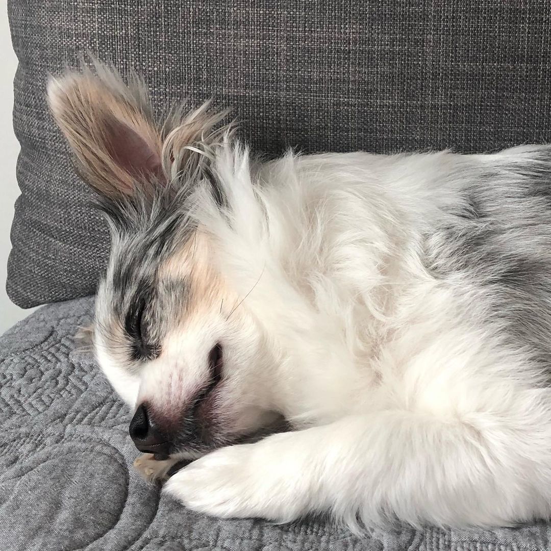 Small long-haired dog sleeping on a grey couch