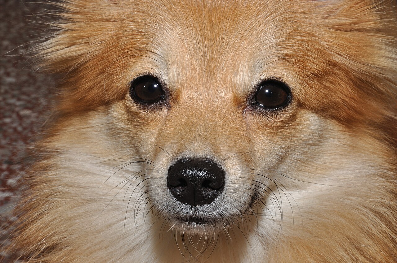 Close-up of a cream Pomeranian's face