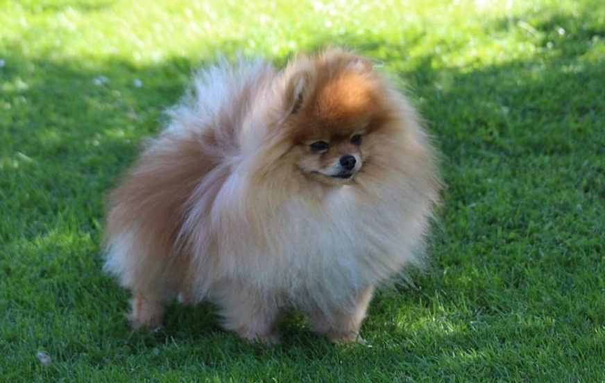 Fluffy orange Pomeranian standing on a sunny lawn