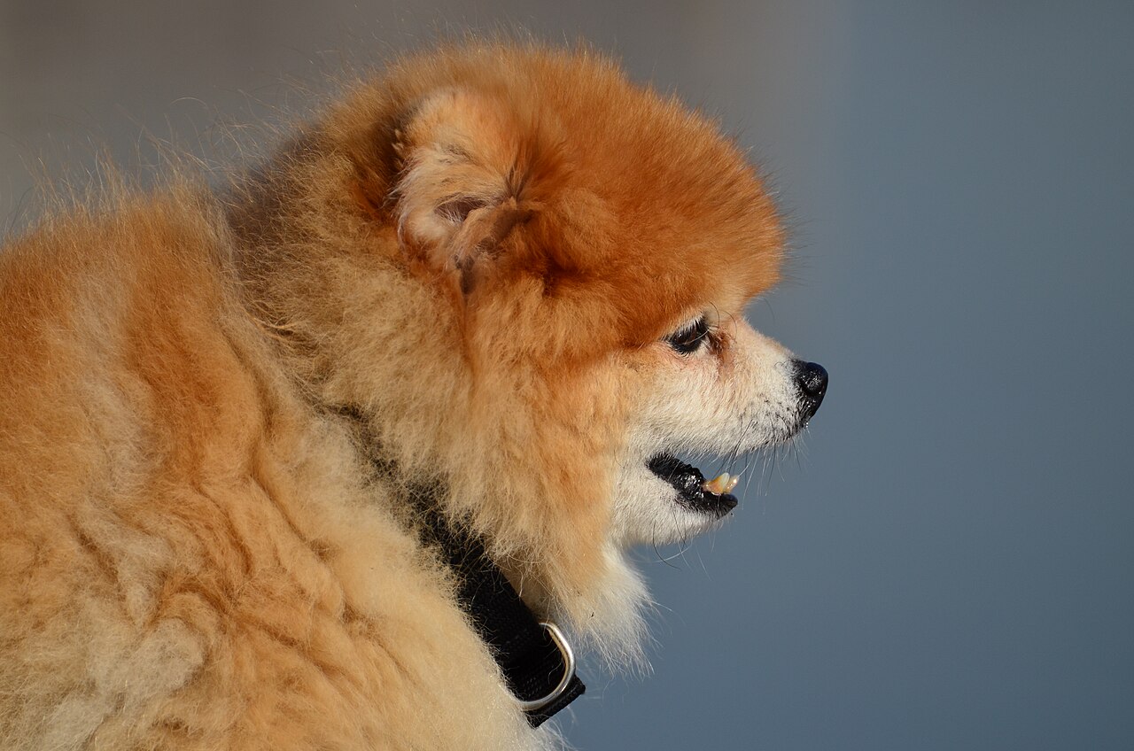 Orange Pomeranian in profile against a gray background