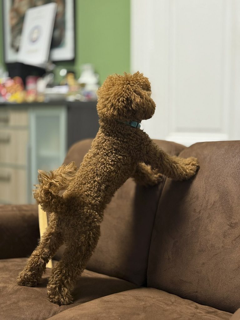 Apricot toy poodle standing on a couch watching the door