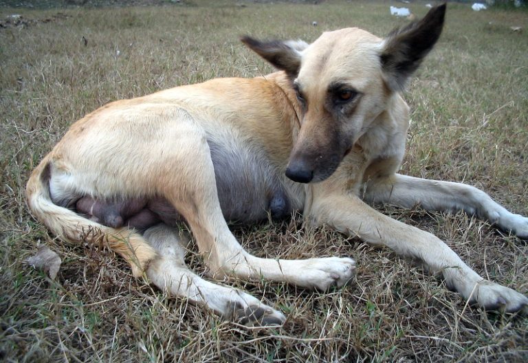 Visibly pregnant dog resting on dry grass
