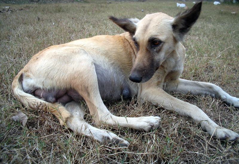 Visibly pregnant dog resting on dry grass