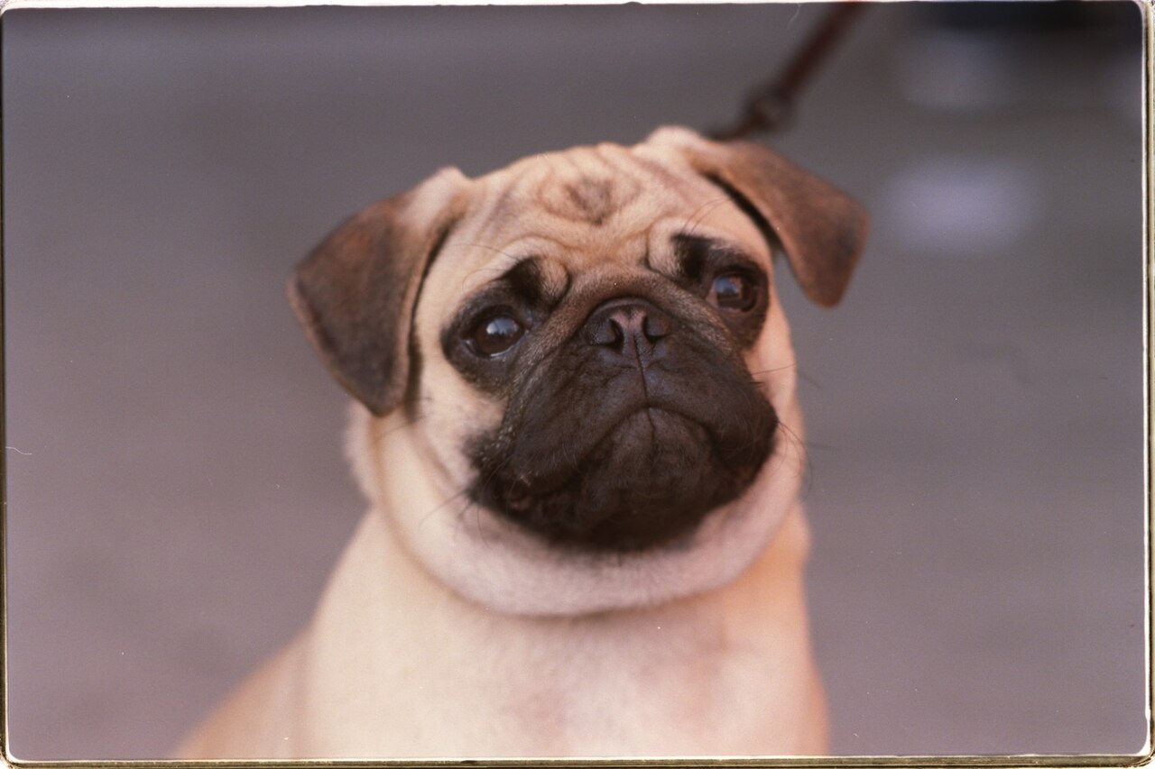 Adult fawn Pug looking up attentively